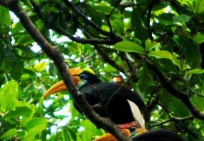 Hornbills.jpg