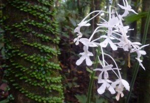 Orchidee_Manado_Tua_Mountain.JPG