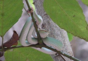 Tropidolaemus_pitviper_Tangkoko_1.JPG