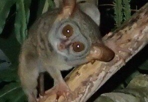Tarsius_Siau_island.jpg