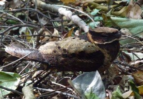 Diabolical_nightjar_1.jpg