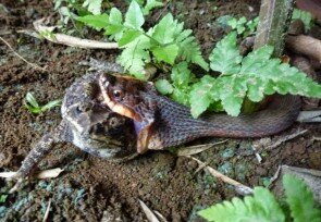 Guenthers_Keelback.jpg