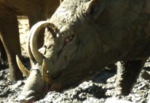 Nantu_Forest_Babirusa_05.jpg