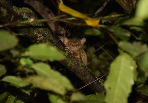 Manembonembo_tarsius.jpg