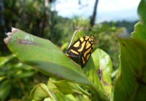Schmetterling_Tampusu.jpg